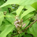 Callicarpa bodinieri var.giraldii fleur P17